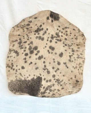 Pelle di capra djembè Sahel bianca macchiata molto spessa