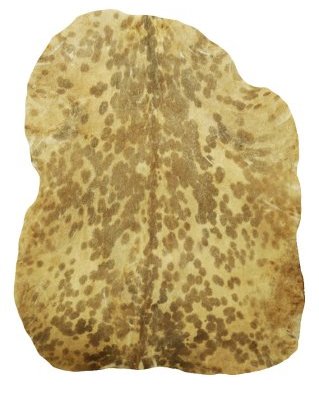 Pelle di capra djembè Sahel bianca macchiata molto spessa