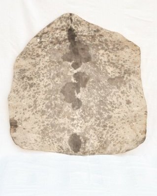 Pelle di capra djembè Sahel bianca macchiata spessa