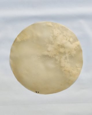 Pelle di cavallo djembè spessa sensa pelo M