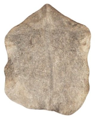 Pelle di capra djembè Sahel marrone maculata molto spessa