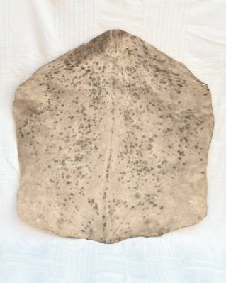 Pelle di capra djembè Sahel bianca macchiata fine